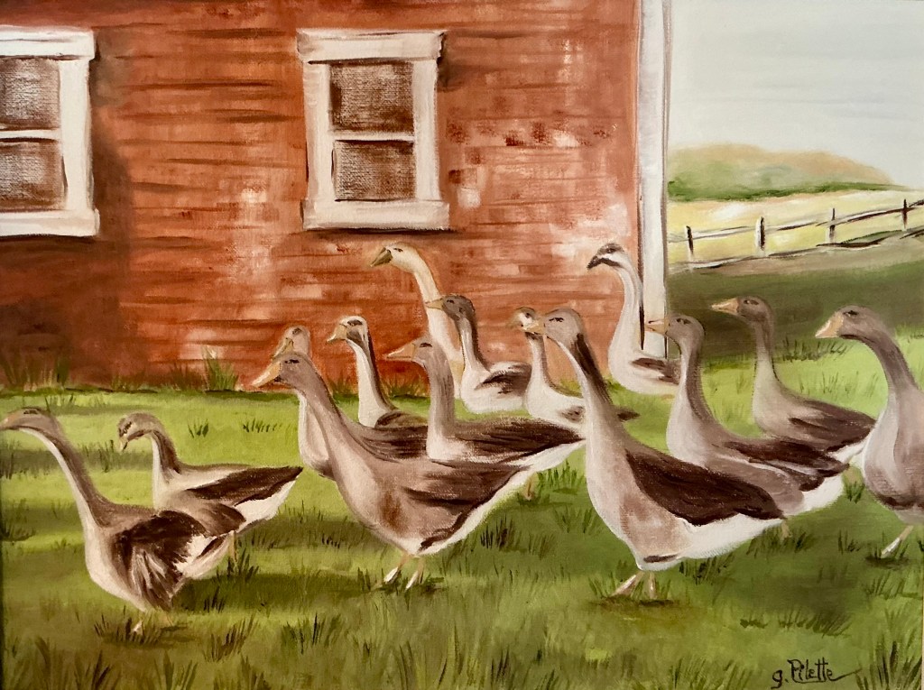 Troupe d’oies Toulouse marchant devant une ferme peinte en rouge 